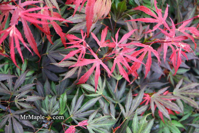 - Acer palmatum 'Oregon Sunset' Japanese Maple - Mr Maple │ Buy Japanese Maple Trees