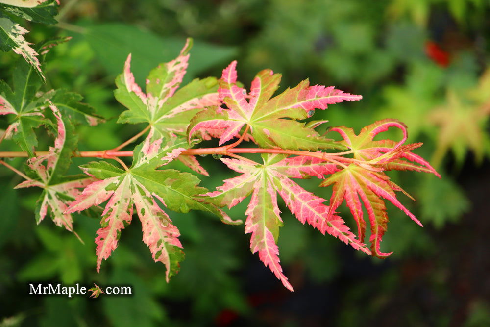 - Acer palmatum 'Ori zuru' Pink Japanese Maple - Mr Maple │ Buy Japanese Maple Trees