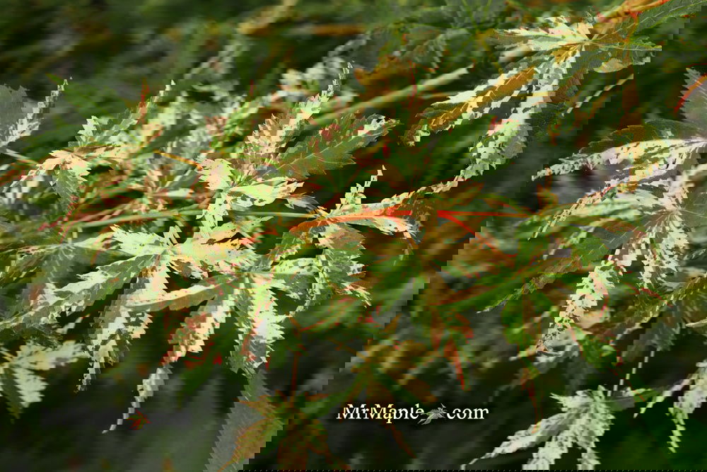 ◆Haruru◆ Haru No Uta Japanese Art 2000-Piece Puzzle - Walmart.com