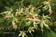 - Acer palmatum 'Ori zuru' Pink Japanese Maple - Mr Maple │ Buy Japanese Maple Trees