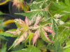 - Acer palmatum 'Ori zuru' Pink Japanese Maple - Mr Maple │ Buy Japanese Maple Trees