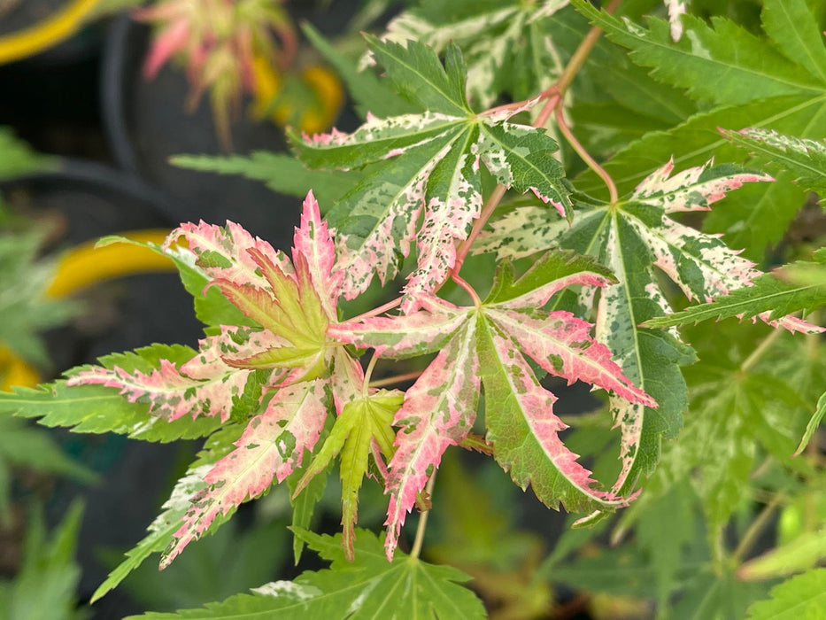 - Acer palmatum 'Ori zuru' Pink Japanese Maple - Mr Maple │ Buy Japanese Maple Trees