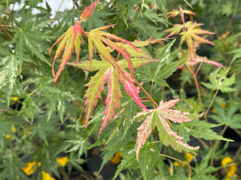 - Acer palmatum 'Ori zuru' Pink Japanese Maple - Mr Maple │ Buy Japanese Maple Trees