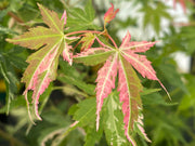 - Acer palmatum 'Ori zuru' Pink Japanese Maple - Mr Maple │ Buy Japanese Maple Trees