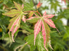 - Acer palmatum 'Ori zuru' Pink Japanese Maple - Mr Maple │ Buy Japanese Maple Trees