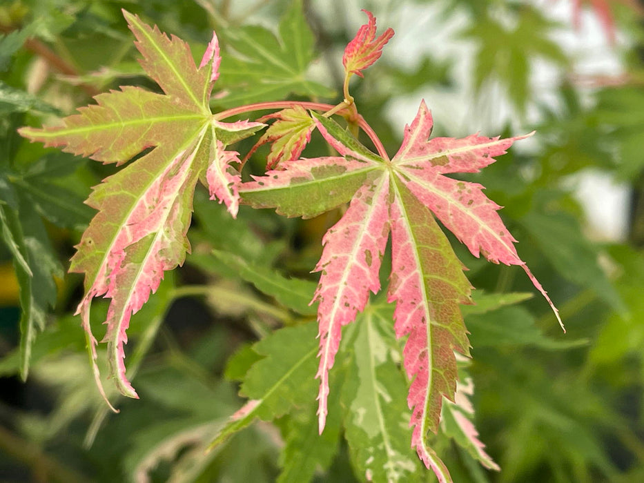 - Acer palmatum 'Ori zuru' Pink Japanese Maple - Mr Maple │ Buy Japanese Maple Trees