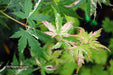 - Acer palmatum 'Ori zuru' Pink Japanese Maple - Mr Maple │ Buy Japanese Maple Trees