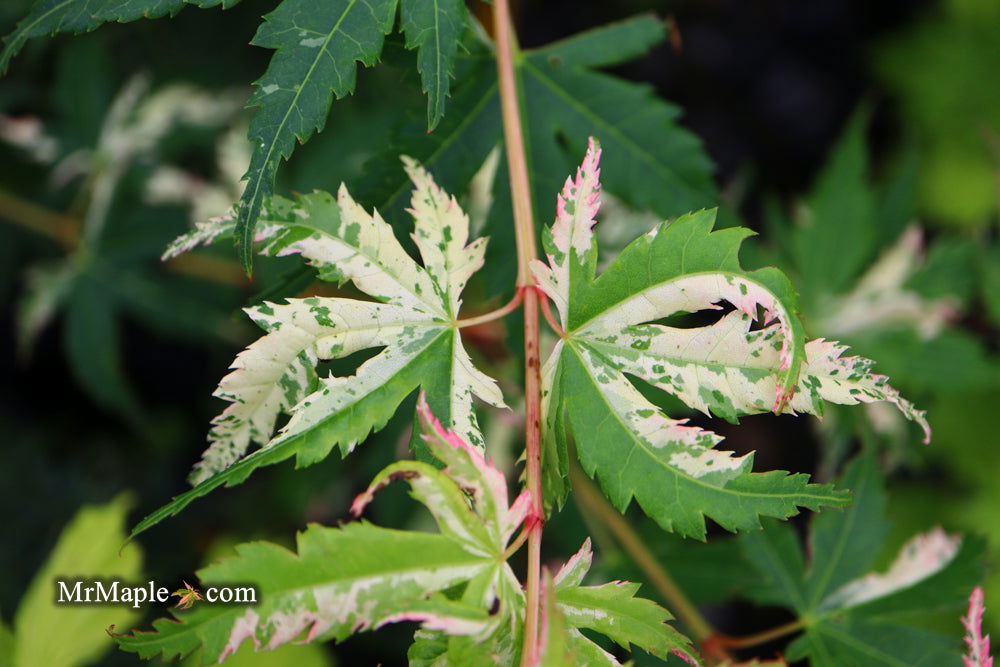 - Acer palmatum 'Ori zuru' Pink Japanese Maple - Mr Maple │ Buy Japanese Maple Trees