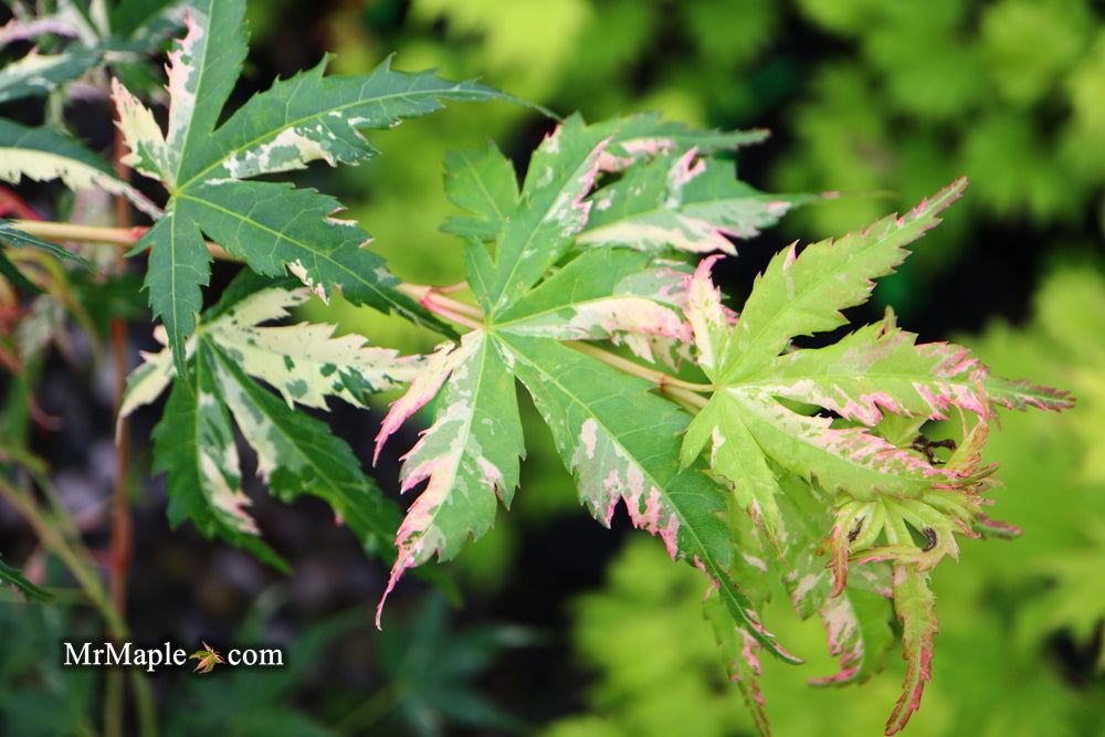 - Acer palmatum 'Ori zuru' Pink Japanese Maple - Mr Maple │ Buy Japanese Maple Trees