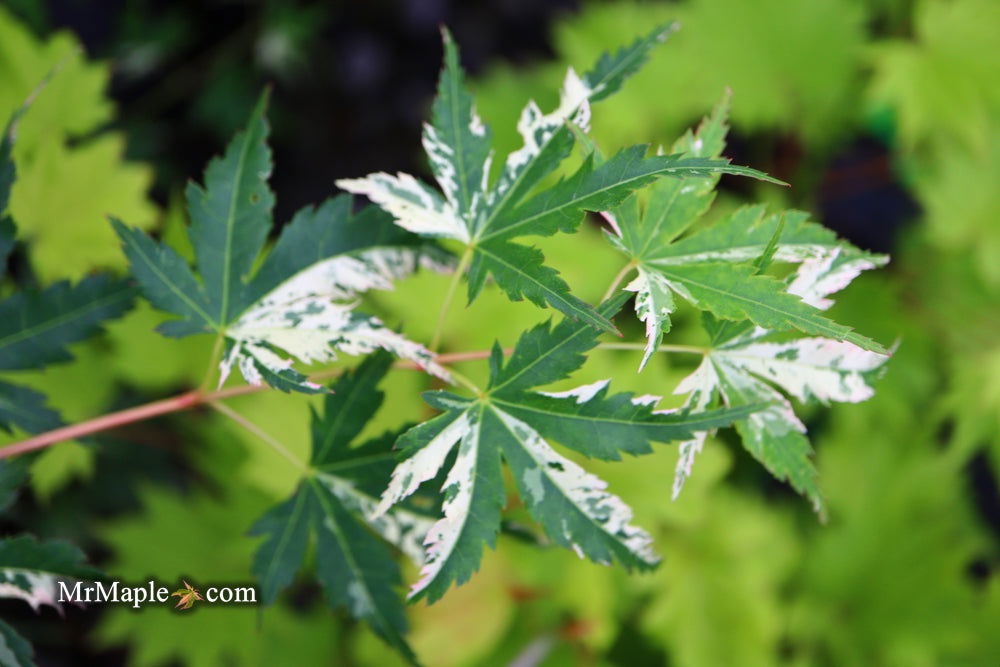 - Acer palmatum 'Ori zuru' Pink Japanese Maple - Mr Maple │ Buy Japanese Maple Trees