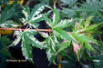 - Acer palmatum 'Ori zuru' Pink Japanese Maple - Mr Maple │ Buy Japanese Maple Trees