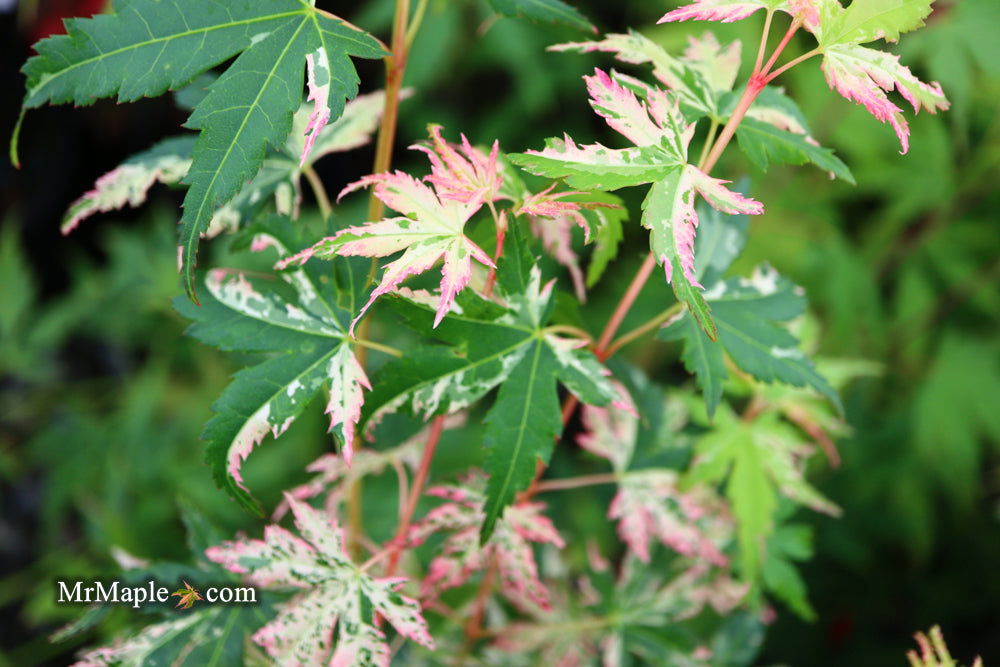 - Acer palmatum 'Ori zuru' Pink Japanese Maple - Mr Maple │ Buy Japanese Maple Trees