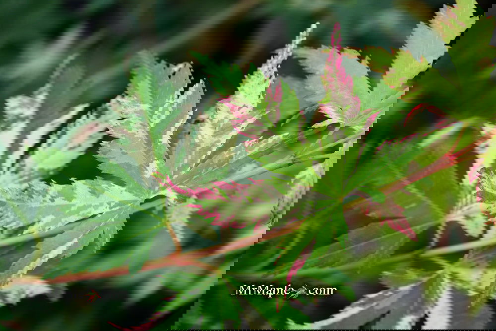 ◆Haruru◆ Buy Acer palmatum 'Ori zuru' Japanese Maple — Mr Maple │ Buy