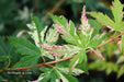 - Acer palmatum 'Ori zuru' Pink Japanese Maple - Mr Maple │ Buy Japanese Maple Trees