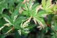 - Acer palmatum 'Ori zuru' Pink Japanese Maple - Mr Maple │ Buy Japanese Maple Trees