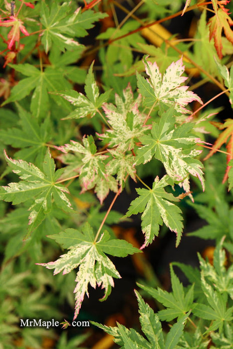 - Acer palmatum 'Ori zuru' Pink Japanese Maple - Mr Maple │ Buy Japanese Maple Trees