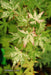 - Acer palmatum 'Ori zuru' Pink Japanese Maple - Mr Maple │ Buy Japanese Maple Trees