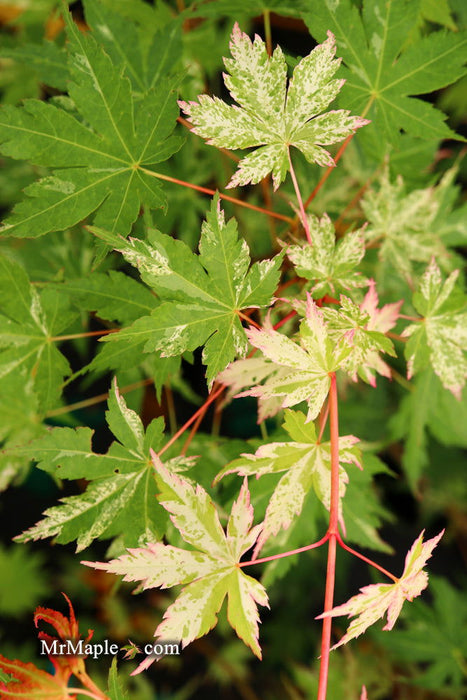 - Acer palmatum 'Ori zuru' Pink Japanese Maple - Mr Maple │ Buy Japanese Maple Trees