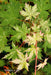 - Acer palmatum 'Ori zuru' Pink Japanese Maple - Mr Maple │ Buy Japanese Maple Trees