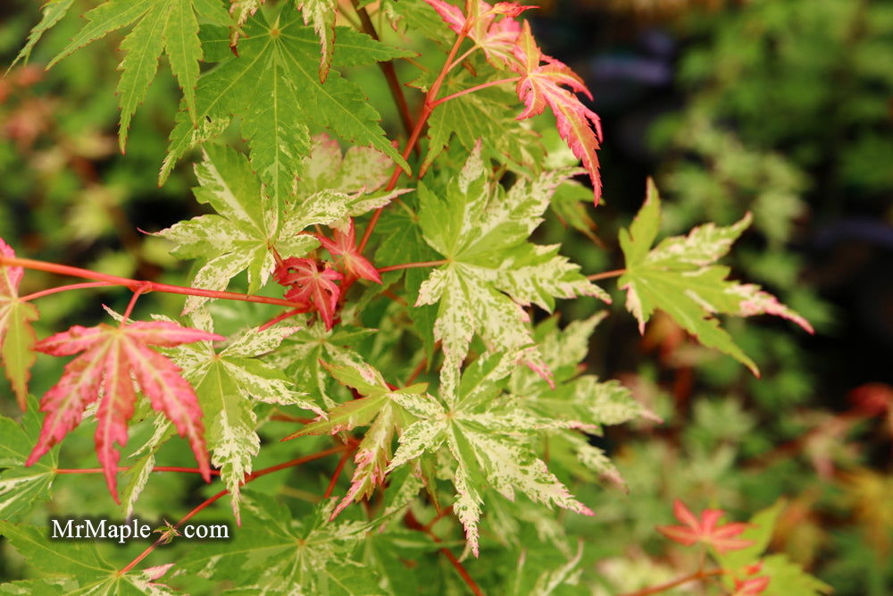 - Acer palmatum 'Ori zuru' Pink Japanese Maple - Mr Maple │ Buy Japanese Maple Trees