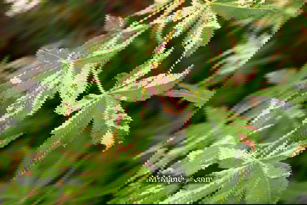 maru.mama ✨ Mama Mama Mama Tee, Silver – Chic Soul