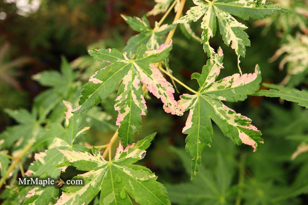 - Acer palmatum 'Ori zuru' Pink Japanese Maple - Mr Maple │ Buy Japanese Maple Trees