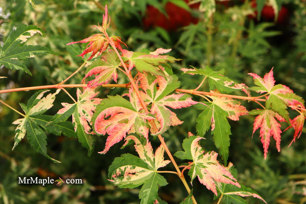 - Acer palmatum 'Ori zuru' Pink Japanese Maple - Mr Maple │ Buy Japanese Maple Trees