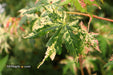 - Acer palmatum 'Ori zuru' Pink Japanese Maple - Mr Maple │ Buy Japanese Maple Trees