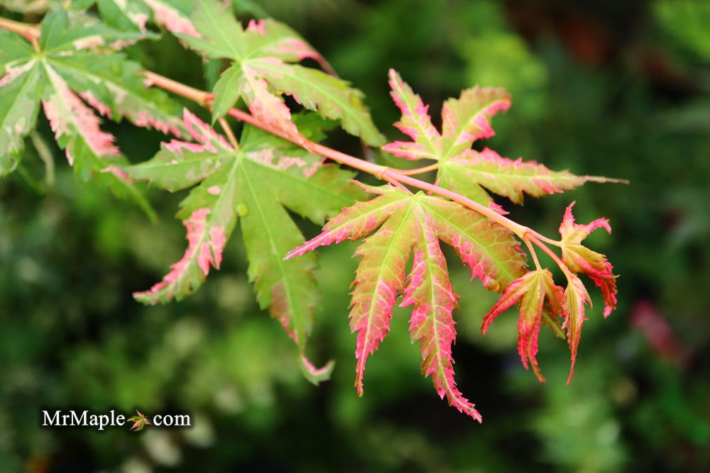 - Acer palmatum 'Ori zuru' Pink Japanese Maple - Mr Maple │ Buy Japanese Maple Trees