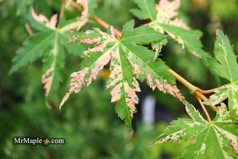 - Acer palmatum 'Ori zuru' Pink Japanese Maple - Mr Maple │ Buy Japanese Maple Trees