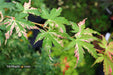 - Acer palmatum 'Ori zuru' Pink Japanese Maple - Mr Maple │ Buy Japanese Maple Trees