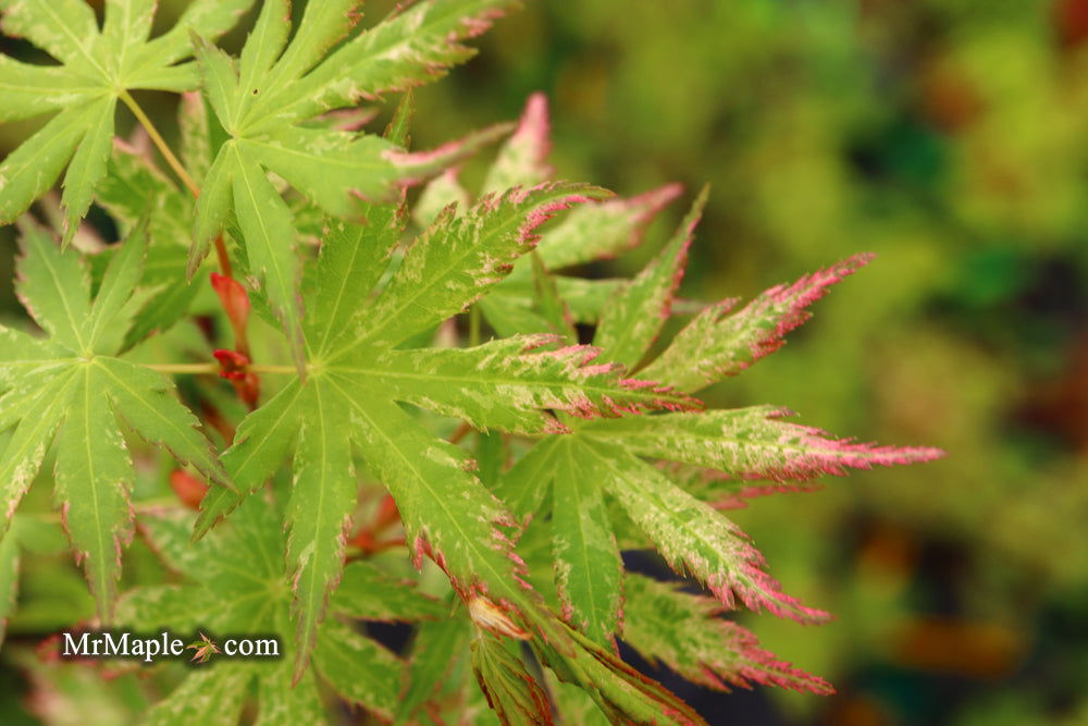 - Acer palmatum 'Ori zuru' Pink Japanese Maple - Mr Maple │ Buy Japanese Maple Trees