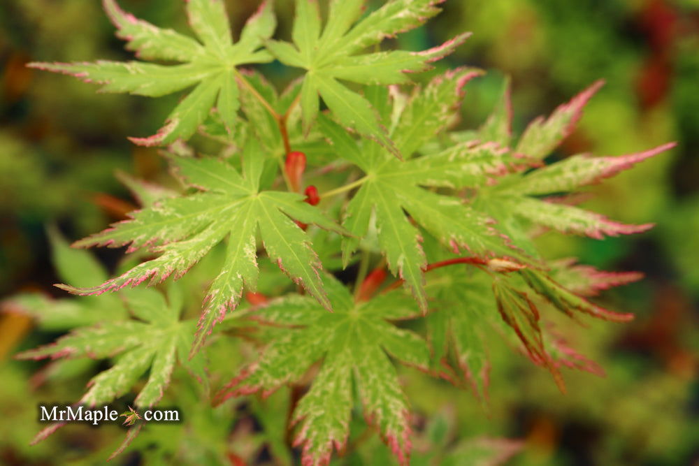 - Acer palmatum 'Ori zuru' Pink Japanese Maple - Mr Maple │ Buy Japanese Maple Trees