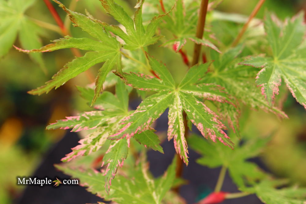 - Acer palmatum 'Ori zuru' Pink Japanese Maple - Mr Maple │ Buy Japanese Maple Trees