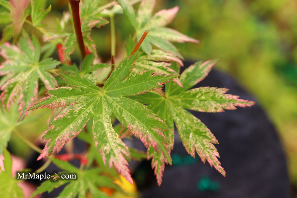 - Acer palmatum 'Ori zuru' Pink Japanese Maple - Mr Maple │ Buy Japanese Maple Trees