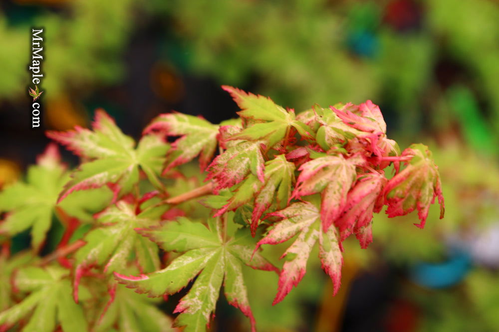 - Acer palmatum 'Ori zuru' Pink Japanese Maple - Mr Maple │ Buy Japanese Maple Trees