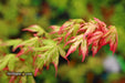 - Acer palmatum 'Ori zuru' Pink Japanese Maple - Mr Maple │ Buy Japanese Maple Trees