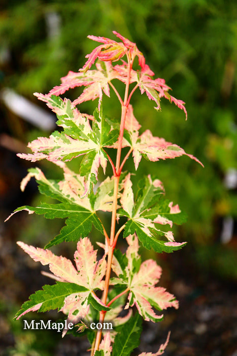 - Acer palmatum 'Ori zuru' Pink Japanese Maple - Mr Maple │ Buy Japanese Maple Trees