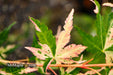 - Acer palmatum 'Ori zuru' Pink Japanese Maple - Mr Maple │ Buy Japanese Maple Trees