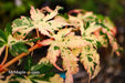 - Acer palmatum 'Ori zuru' Pink Japanese Maple - Mr Maple │ Buy Japanese Maple Trees