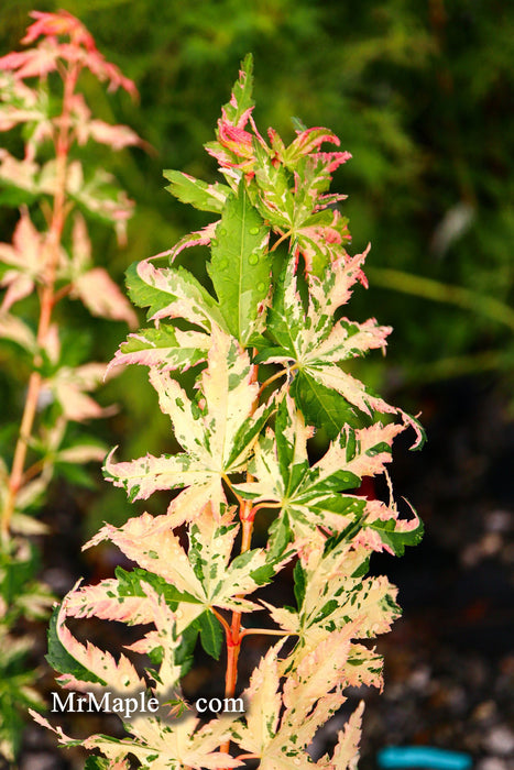 - Acer palmatum 'Ori zuru' Pink Japanese Maple - Mr Maple │ Buy Japanese Maple Trees