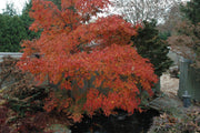 - Acer palmatum 'Oridono nishiki' Pink Variegated Japanese Maple - Mr Maple │ Buy Japanese Maple Trees