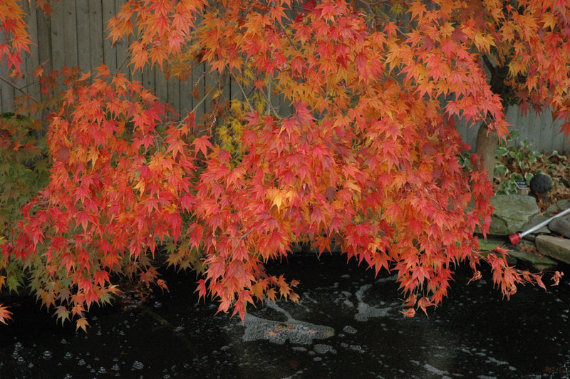 - Acer palmatum 'Oridono nishiki' Pink Variegated Japanese Maple - Mr Maple │ Buy Japanese Maple Trees