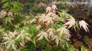- Acer palmatum 'Oridono nishiki' Pink Variegated Japanese Maple - Mr Maple │ Buy Japanese Maple Trees