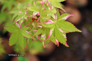 - Acer palmatum 'Oridono nishiki' Pink Variegated Japanese Maple - Mr Maple │ Buy Japanese Maple Trees