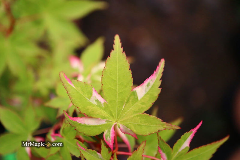 - Acer palmatum 'Oridono nishiki' Pink Variegated Japanese Maple - Mr Maple │ Buy Japanese Maple Trees