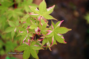 - Acer palmatum 'Oridono nishiki' Pink Variegated Japanese Maple - Mr Maple │ Buy Japanese Maple Trees