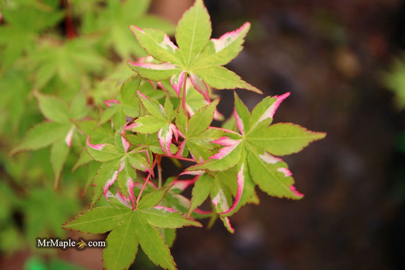 - Acer palmatum 'Oridono nishiki' Pink Variegated Japanese Maple - Mr Maple │ Buy Japanese Maple Trees