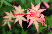- Acer palmatum 'Oridono nishiki' Pink Variegated Japanese Maple - Mr Maple │ Buy Japanese Maple Trees