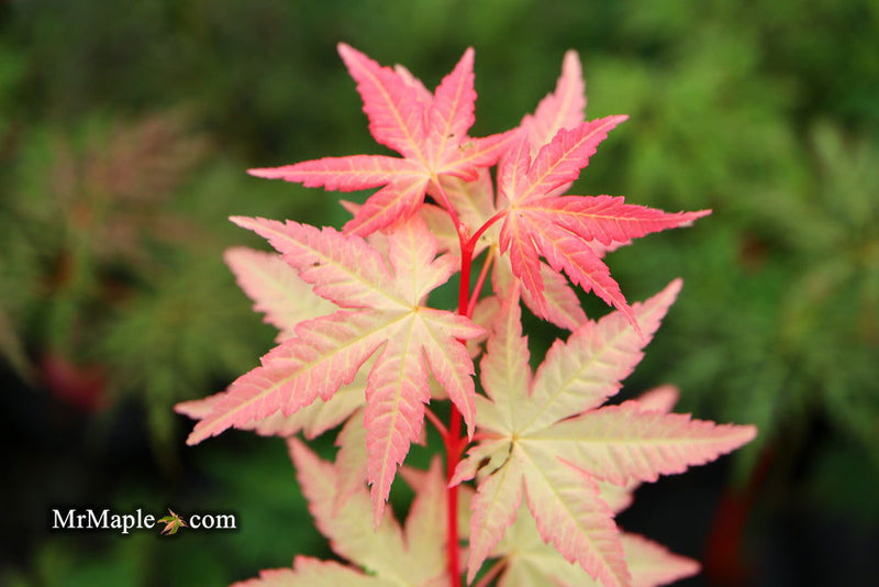- Acer palmatum 'Oridono nishiki' Pink Variegated Japanese Maple - Mr Maple │ Buy Japanese Maple Trees